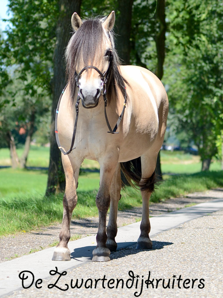 paard rimmy